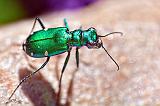 Metallic Green Bug_26972-4